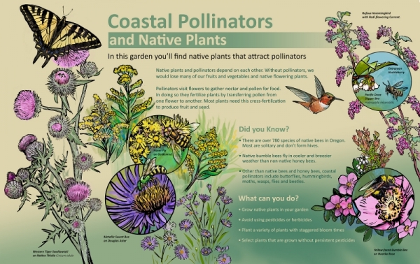 Oregon Coast Pollinators in Interpretive Panels